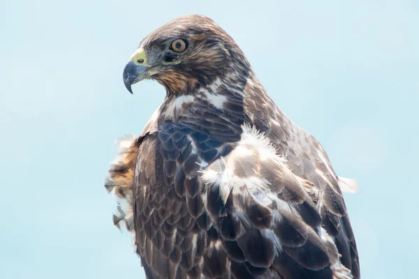 Galápagos Hawk, Ilhas Galápagos, Equador — Fotografia de Stock