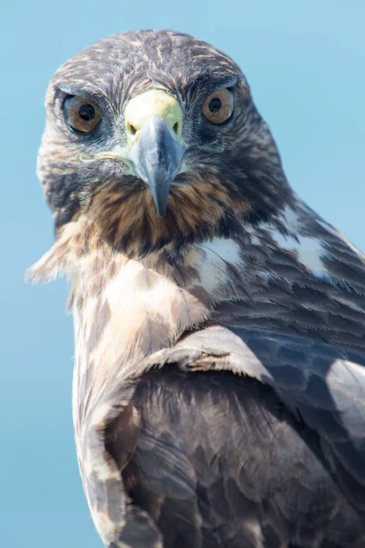 Galapagos Hawk, Galapágy, Ekvádor — Stock fotografie