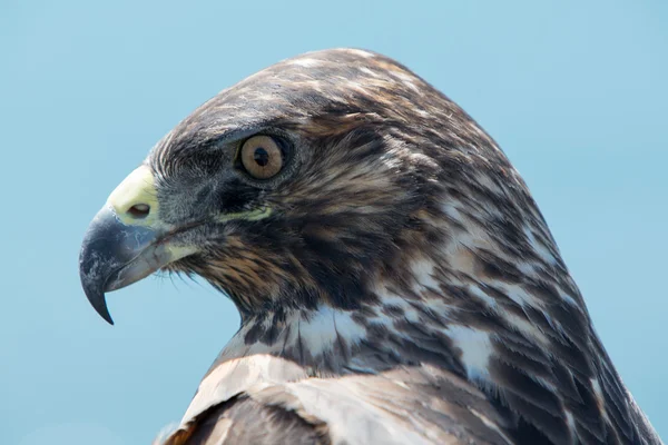 Galápagos Hawk, Ilhas Galápagos, Equador — Fotografia de Stock