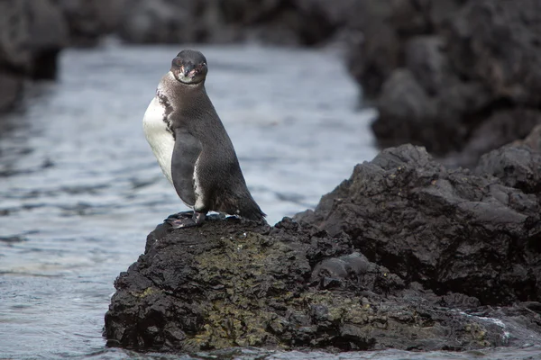 Pingwin równikowy patrząc na Oceanie - Galapagos — Zdjęcie stockowe