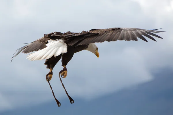 Vuelo de American Bald Eagle en Otavalo, Ecuador —  Fotos de Stock