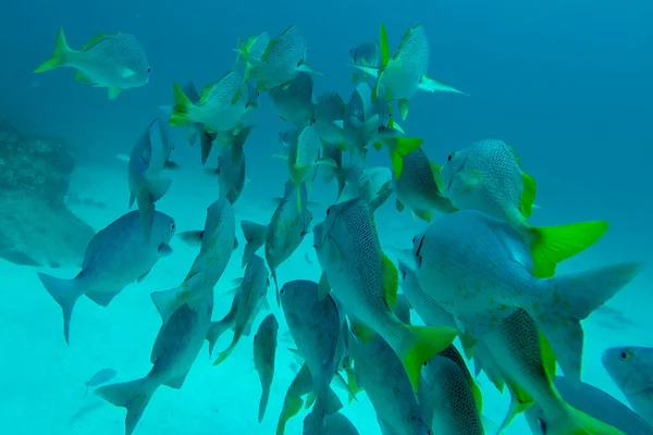 Shoal of Schoolmasters, Galapagos — Stock Photo, Image