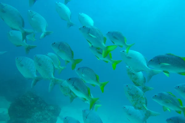 Shoal of Schoolmasters, Galápagos —  Fotos de Stock