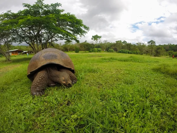 Tortue terrestre des Galapagos géants — Photo