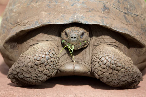 Obří želva Galapágy země — Stock fotografie