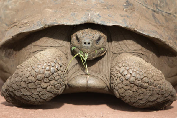 Gigantiska Galapagos land sköldpadda — Stockfoto