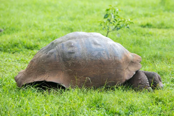 Tortue terrestre des Galapagos géants — Photo