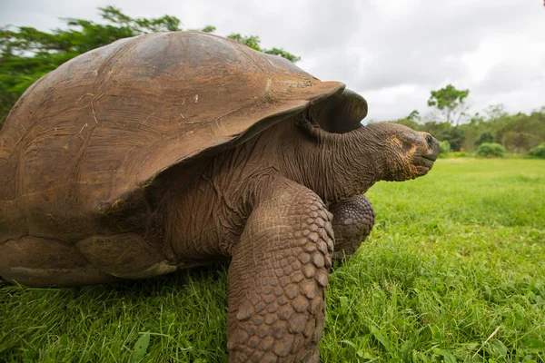 Obří želva Galapágy země — Stock fotografie