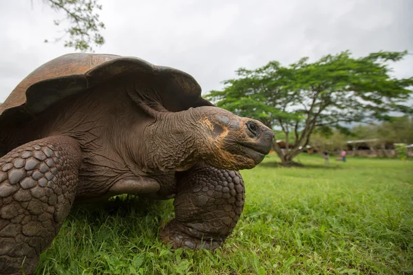 Obří želva Galapágy země — Stock fotografie