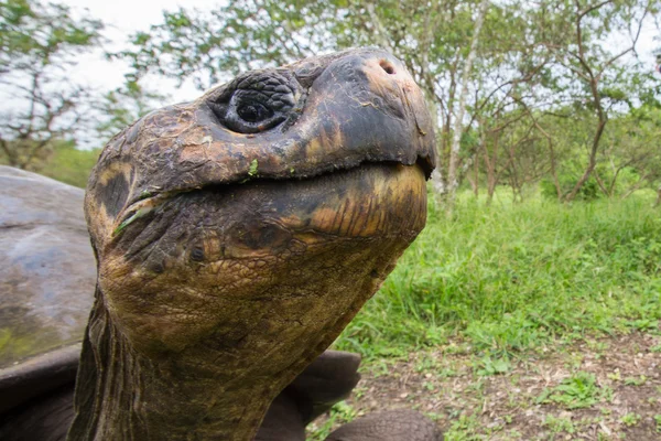 Tortue terrestre des Galapagos géants — Photo