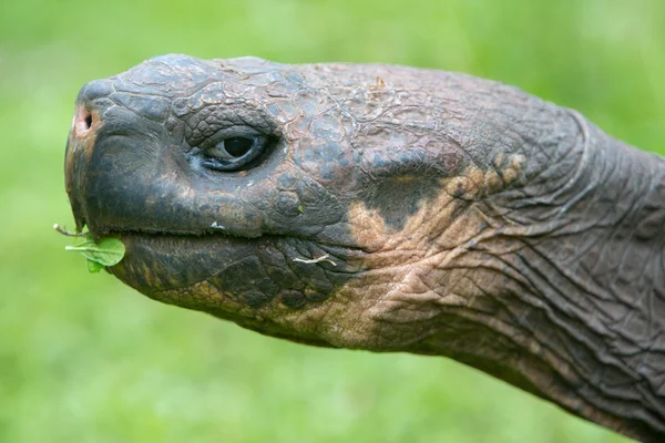 加拉帕戈土地的巨龟 — 图库照片