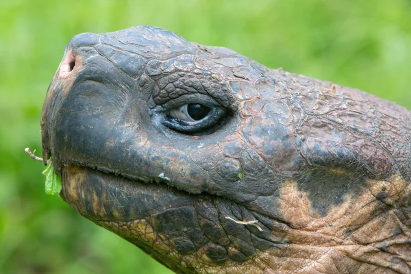 Tortue terrestre des Galapagos géants — Photo