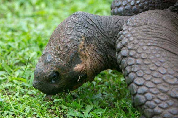 Obří želva Galapágy země — Stock fotografie