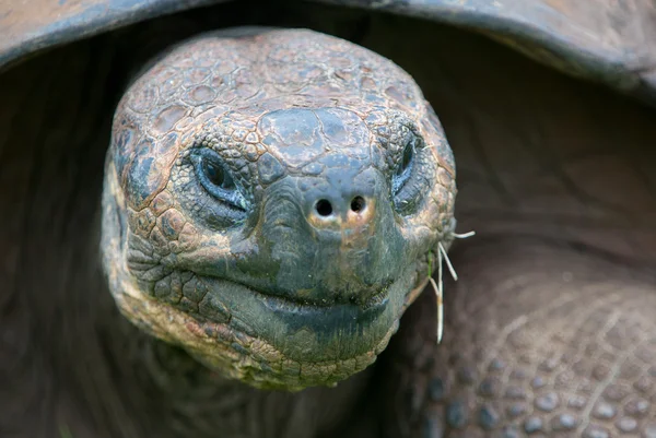 Dev Galapagos kara kaplumbağa