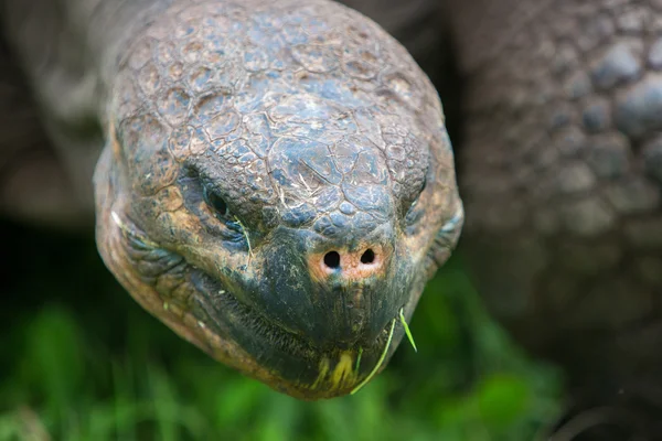 巨大なガラパゴス土地亀 — ストック写真