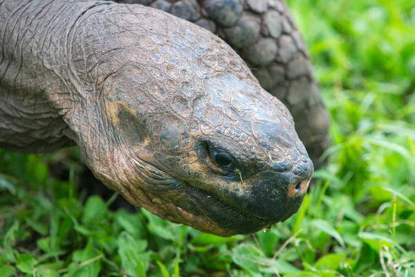 加拉帕戈土地的巨龟 — 图库照片