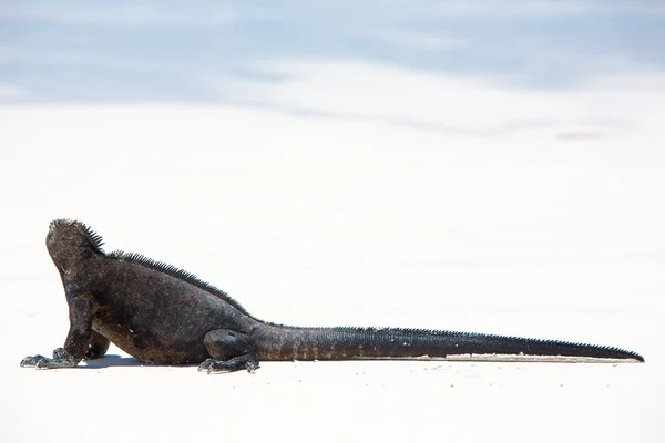 Leguán mořský v Galapágy — Stock fotografie