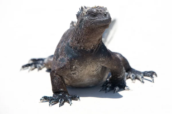 Leguán mořský v Galapágy — Stock fotografie