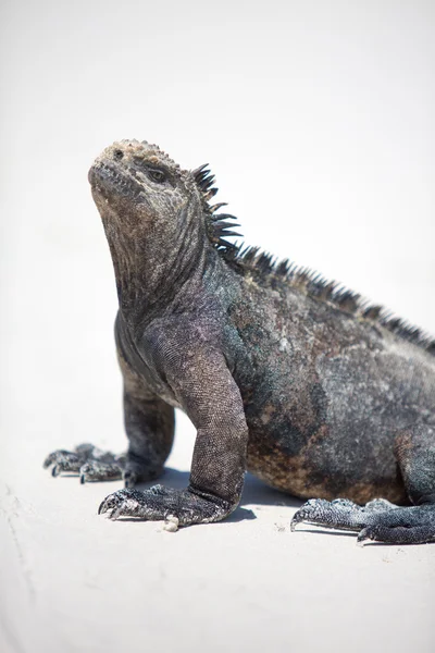 Marine iguana in the Galapagos islands — Stock Photo, Image
