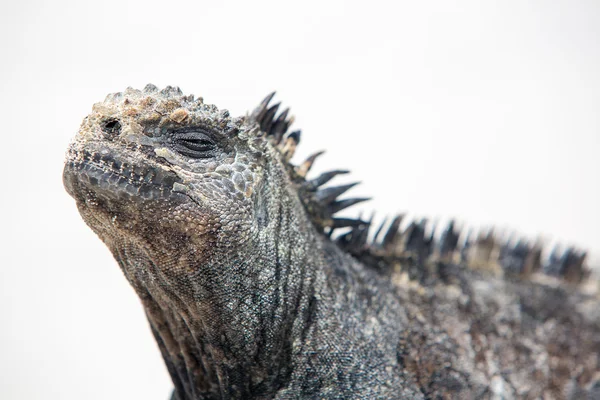 Iguana marina en las Islas Galápagos — Foto de Stock