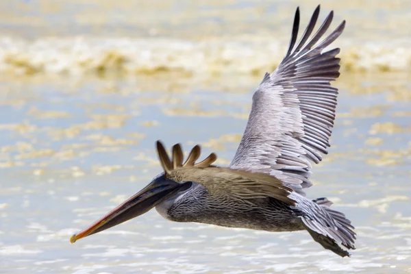 Pelicano voando sobre a praia em Galápagos — Fotografia de Stock