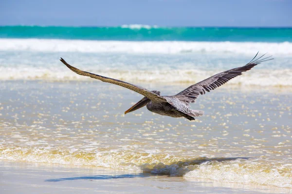 Pelican flying over the beach in Galapagos — Stock Photo, Image