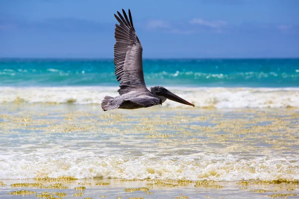 Pelican flying over the beach in Galapagos — Stock Photo, Image