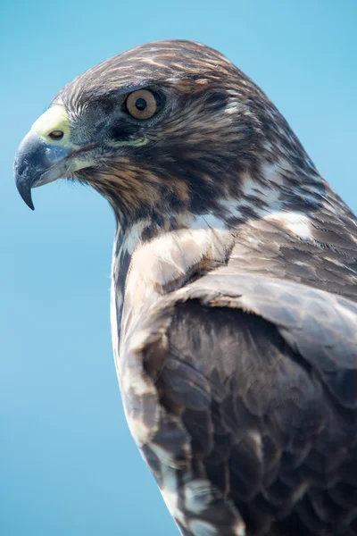 Galapagos Hawk, Galapágy, Ekvádor — Stock fotografie