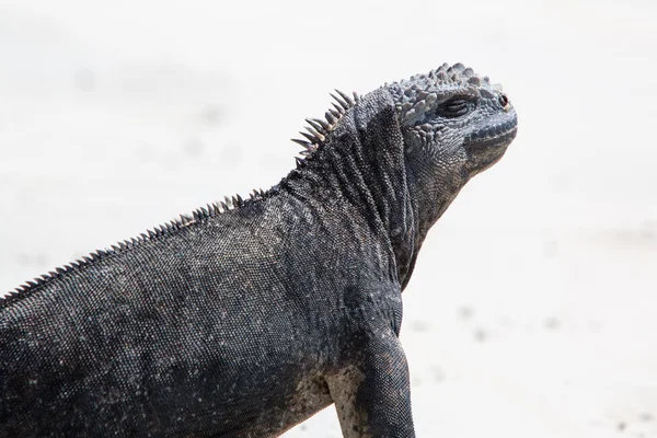 Marine iguana in the Galapagos islands — Stock Photo, Image