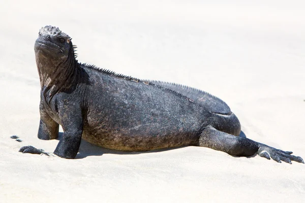 Iguana marinha nas Ilhas Galápagos — Fotografia de Stock