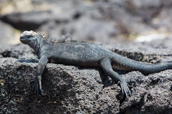 Marine iguana in Galapagos islands — Stok fotoğraf