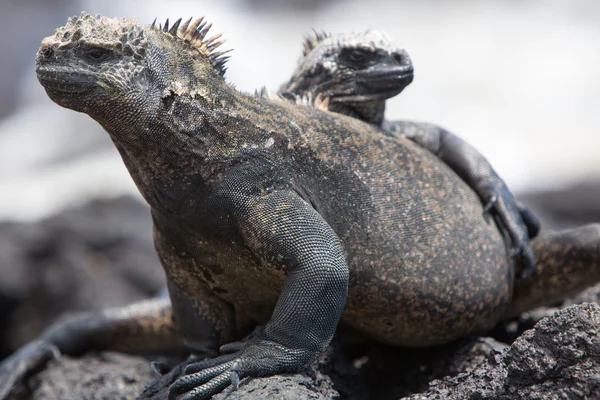 Iguanas marinhas nas ilhas Galápagos — Fotografia de Stock