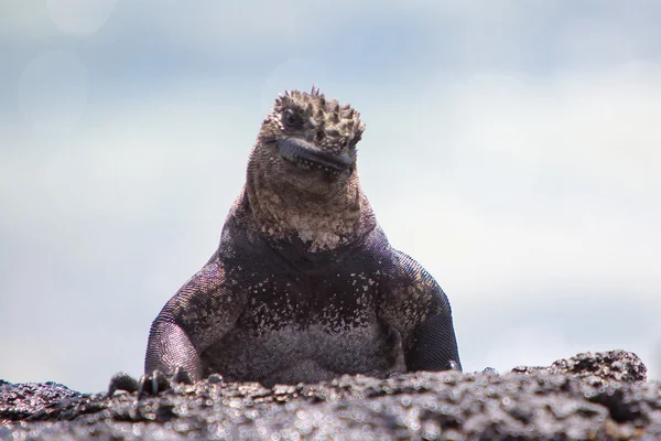 Iguana marina en las islas Galápagos —  Fotos de Stock