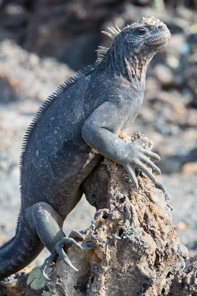 Marine iguana in Galapagos islands — Zdjęcie stockowe