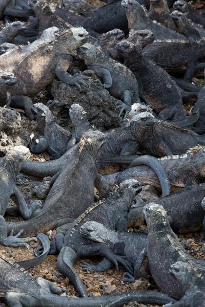 Iguanas marinhas nas ilhas Galápagos — Fotografia de Stock