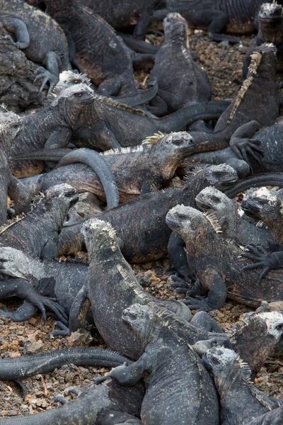 Iguanas marinhas nas ilhas Galápagos — Fotografia de Stock