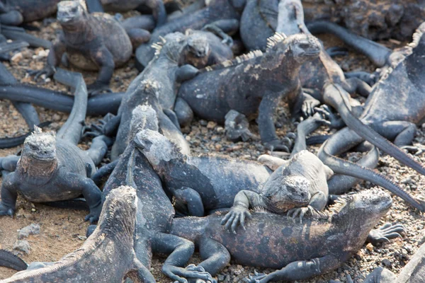 Mariene leguanen in Galapagos eilanden — Stockfoto