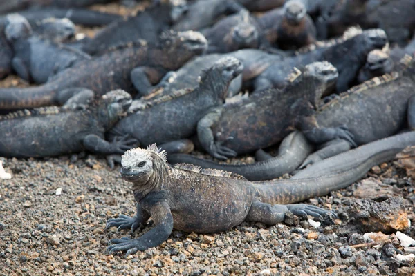 Iguanas marinhas nas ilhas Galápagos — Fotografia de Stock