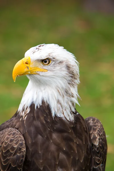 Closeup of an American Bald Eagle in Ecuador Royalty Free Stock Photos