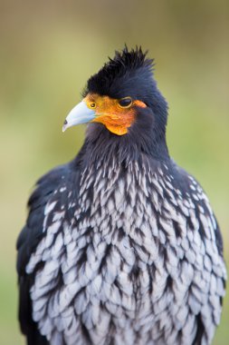 Curiquinge andean bird in Cotopaxi National Park in Ecuador