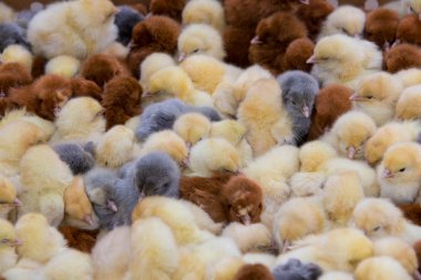 Satılık genç kız Grup