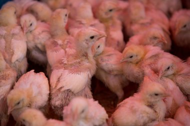 Satılık genç kız Grup