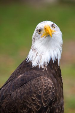 Bir Amerikan kel kartal Ekvator closeup