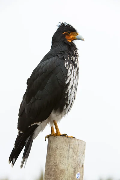 Curiquinge andean bird in Cotopaxi National Park in Ecuador — Zdjęcie stockowe