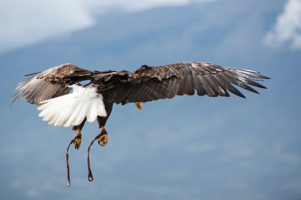 American Bald Eagle flying in Otavalo, Ecuador — Stock Photo, Image