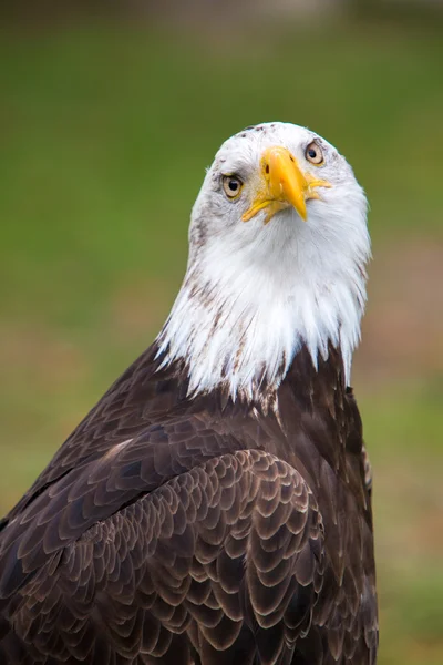 Zbliżenie American Bald Eagle w Ekwadorze — Zdjęcie stockowe