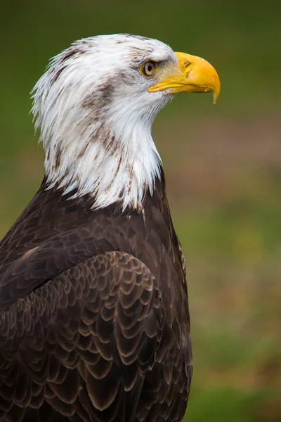 Primer plano de un águila calva americana en Ecuador —  Fotos de Stock