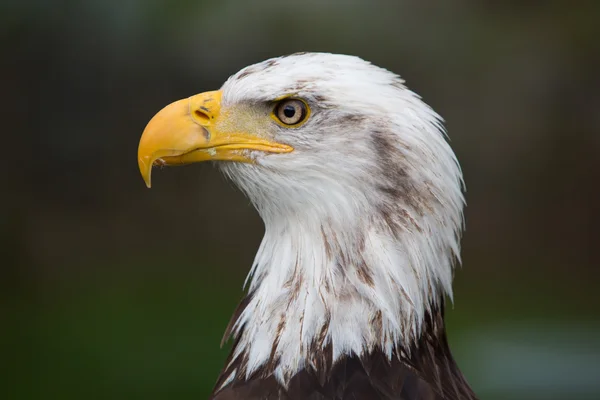 Closeup de uma Águia Calva Americana no Equador — Fotografia de Stock