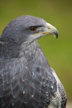 Head of American Bald Eagle with green background