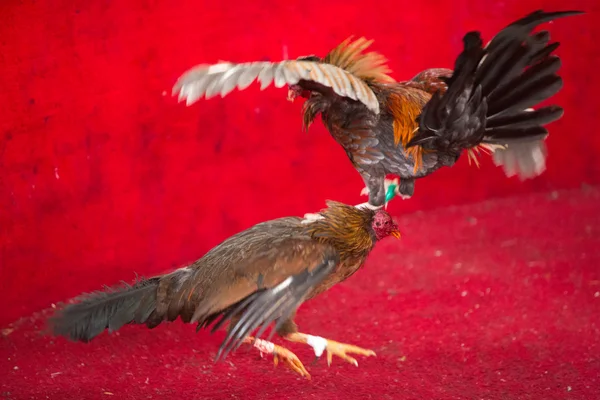 Pelea de gallos en Ecuador. Deporte popular y tradición . — Foto de Stock